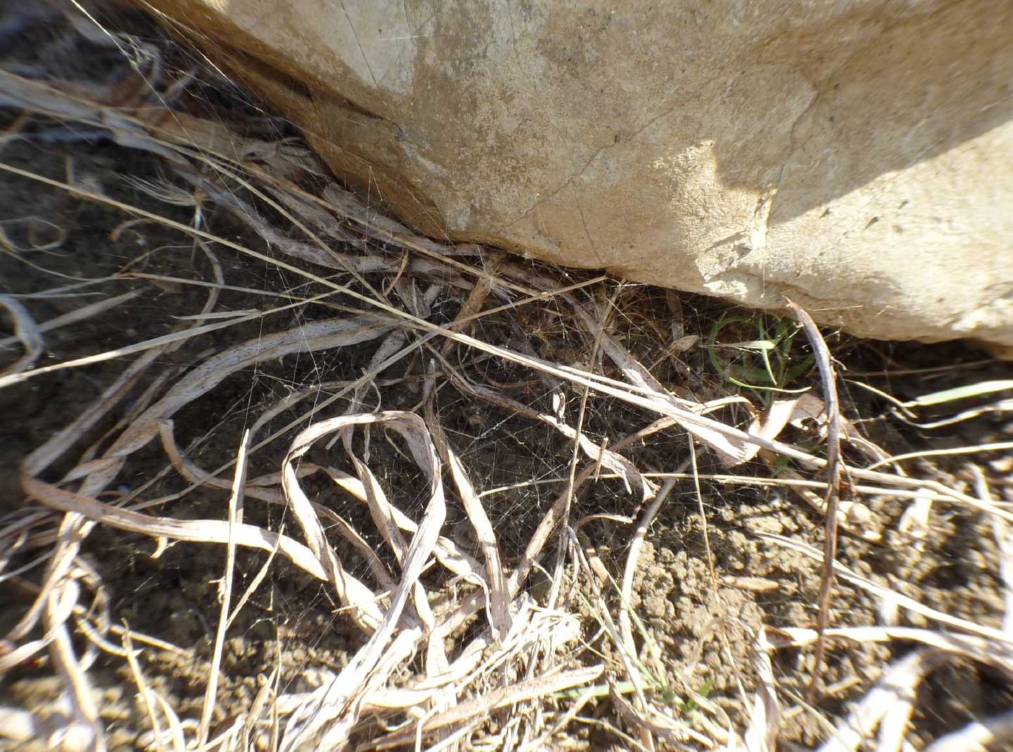 escursione del 5-11 per osservare i Latrodectus (e altro)